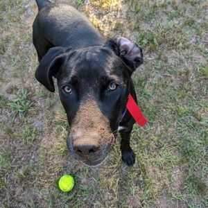 Meet your Posher, Josepjoseph